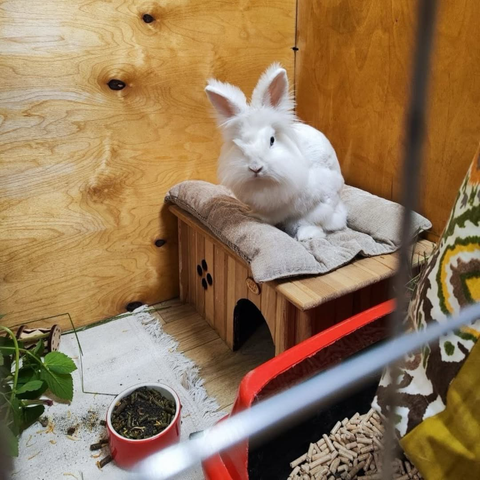 A fluffy white rabbit is perched on a wooden bed inside a wooden enclosure, with food bowls nearby.
