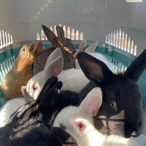 A group of multi-colored rabbits are huddled in a light blue plastic crate going to the vet for vaccination 💉.