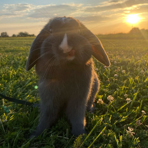A fluffy gray rabbit stands in a sunlit grassy field, its tongue slightly out, with the setting sun creating a warm glow behind it.