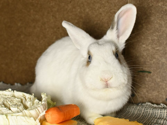 A white rabbit with gentle brown markings sits calmly beside fresh veggies, looking curious and content.