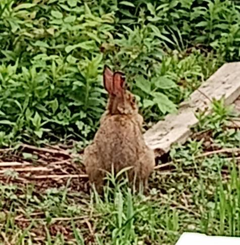 A pudgy rabbit sitting beside the garden