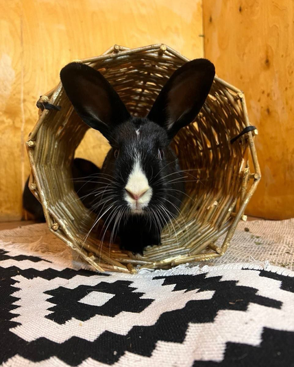 A black rabbit with long ears and a white blaze on its face is peering out from inside a woven, golden-colored basket.