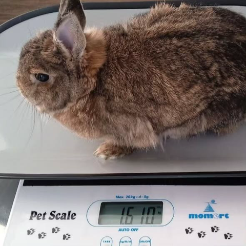 This is a fluffy brown rabbit sitting patiently on a digital pet scale, which reads 1610 grams (1.61 kg). The bunny looks calm and content.