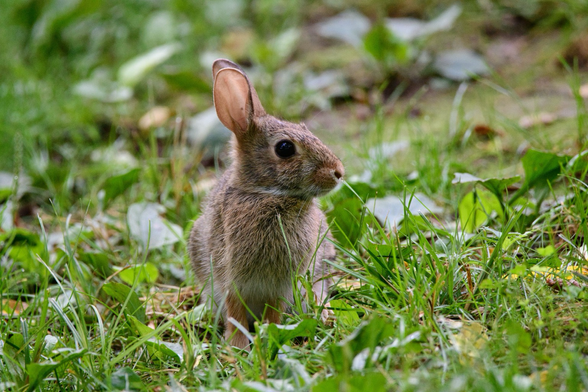 A young Eastern Cottontail rabbit (speckled brown fur that fades to white underneath) sits in green grass under the morning sun which makes its long ears look translucent.