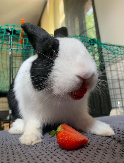A black and white rabbit with red juice on its mouth, looking towards the viewer, with a half-eaten strawberry in front of it.