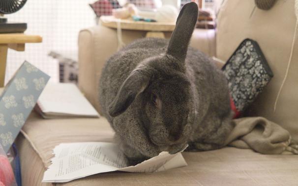 George, a (very) large grey-brown house rabbit with one erect ear and one floppy ear, is up on the human couch.  He is surrounded by the detritus of his tantrum, in which he threw around papers and books because he wasn't getting as many snacc as he wanted.  He is shown chewing the edges off of some of those papers, which happen to be a knitting pattern.