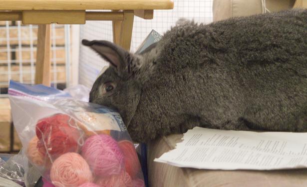 George, a (very) large grey-brown house rabbit with one erect ear and one floppy ear, is now sinking his teeth into a plastic ZipLoc bag containing balls of yarn.