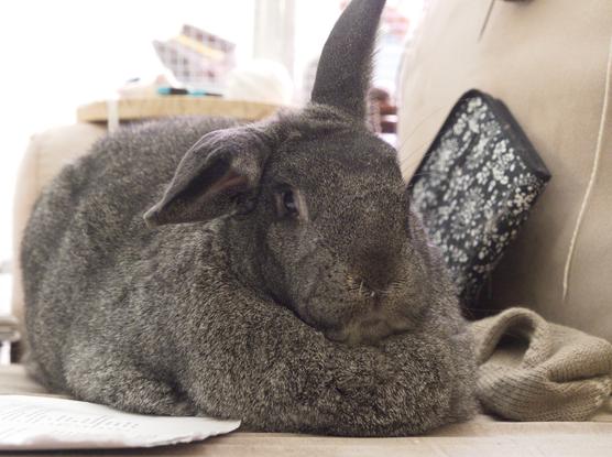 George, a (very) large grey-brown house rabbit with one erect ear and one floppy ear, seems very self-satisfied.  He is sitting in meatloaf mode on the couch, surrounded by the damage he's done to papers and books.  He is laying on some papers he chewed the edges off of.  He looks balefully into the camera.