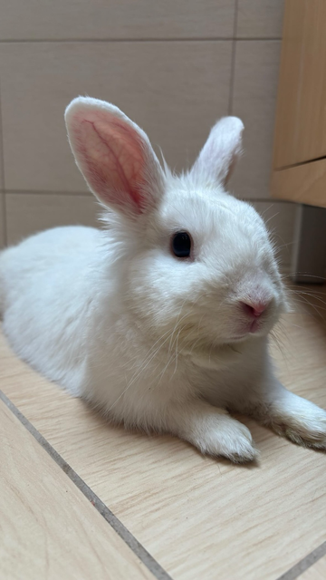 A fluffy white rabbit with pink ears and nose lies on a light-colored tiled floor, looking to its right.