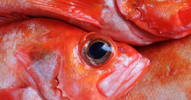 Kopf eines toten Rotbarschs mit großen Auge, Im Hintergrund sind weitere rote Fische dieser Art zu erkennen.