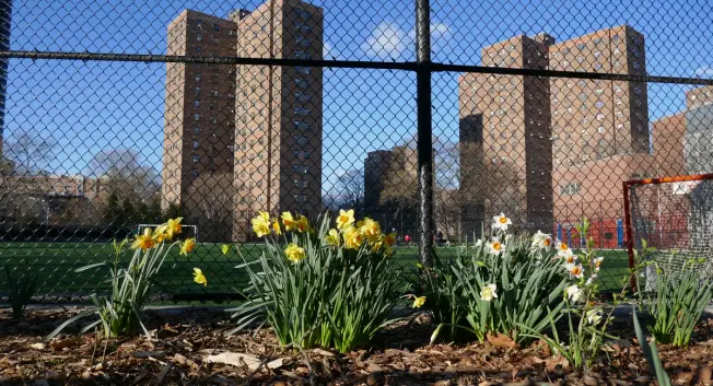 NYCHA's Wagner Houses in East Harlem in 2025.