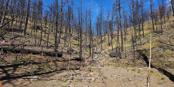debris fan at the mouth of a canyon and hillslopes covered with burned trees
