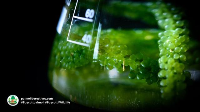 Algae in a biotech lab by CK Stock Photo