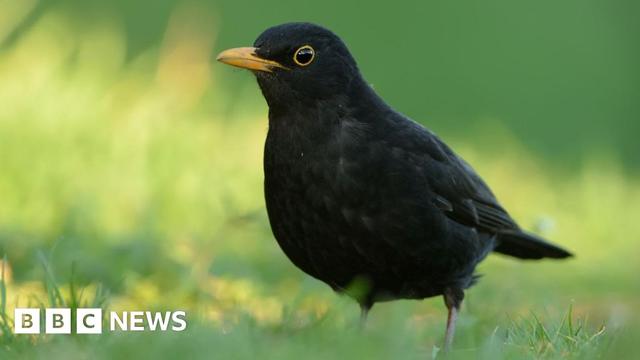 A male blackbird with black plumage and a bright yellow beak hops in the grass on a sunny day