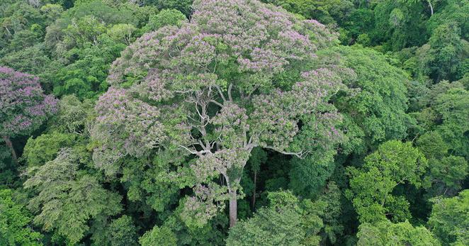 Dipteryx oleifera has emerged as something of an arboreal lightning rod in the rainforests of Panama.