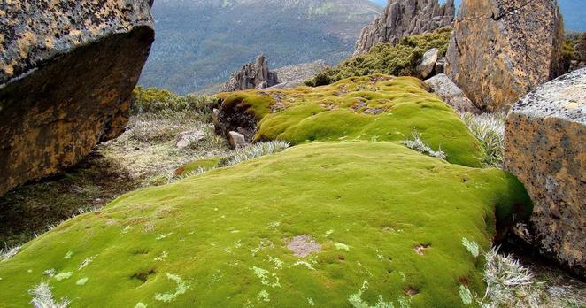 Zwischen Felsen auf einem Berg wächst ein grüner Teppich.