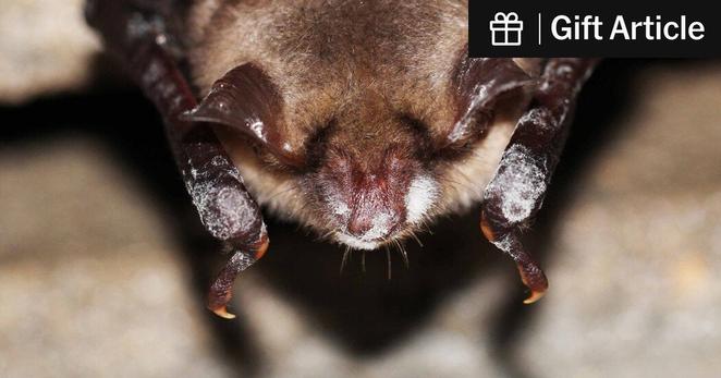 A greater mouse-eared bat infected with white-nose disease hibernating in Greifswald, Germany, in 2018.