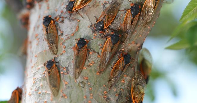 Cicadas on a tree near Kings Island