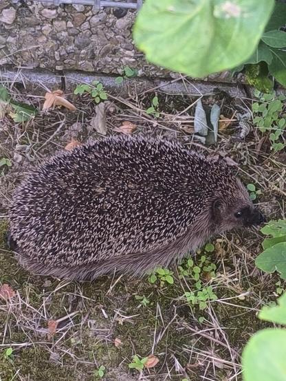 Ein Igel 
