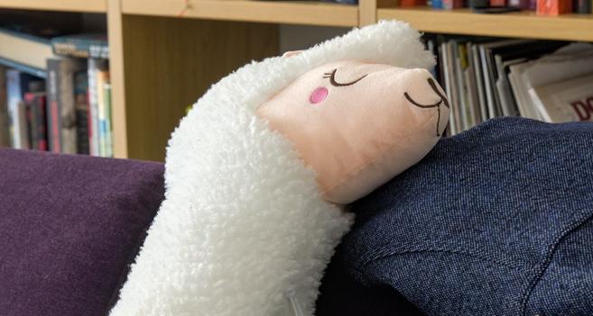 weißes Flausch Alpaka mit geschlossenen Augen auf Sofa