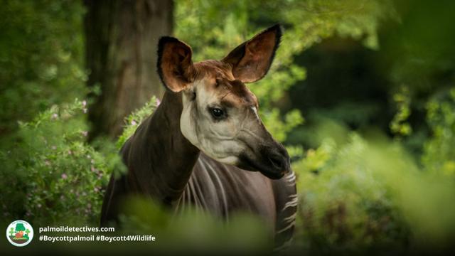Okapi Okapia johnston Okapi Okapia johnston