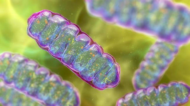 Computer illustration of mitochondria, membrane-enclosed cellular organelles that produce energy