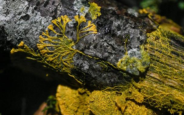 <p><em>Physarum Polycephalum</em>. Photo by Stephane de Sakutin/AFP/Getty Images</p>