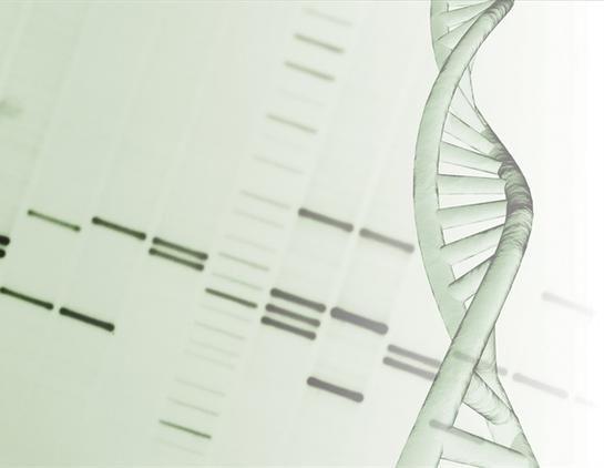 New discovery uncovers hidden drivers of DNA transcription errors