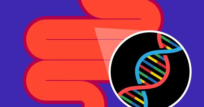 A link between gut bacteria and genes in colitis flare-ups