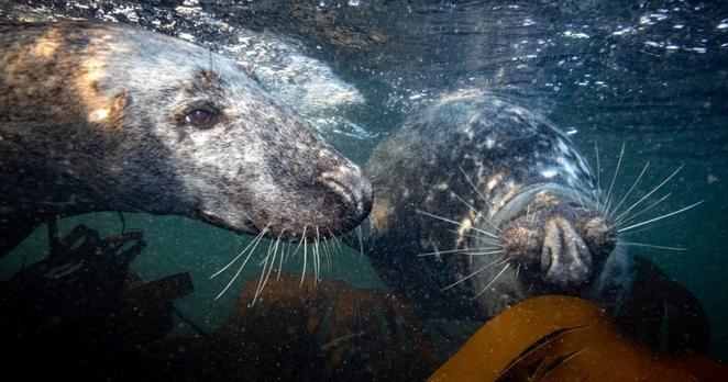 Zwei Kegelrobben schwimmen dicht unter der Wasseroberfläche der Nordsee