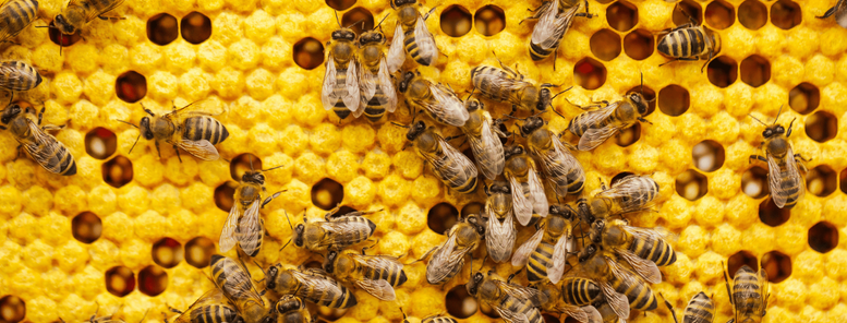 Close-up of honeybees crawling over a vibrant yellow honeycomb, with some cells capped and others open, revealing the structured, hexagonal pattern of the hive.