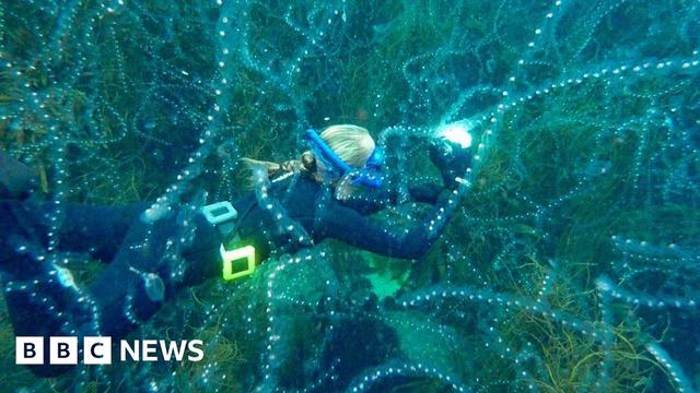 A blonde woman in a wet suit is swimming while holding a camera with light shining. Salps, which look a bit like a jellyfish, are surrounding her in all directions. Salps look like lines of see-through strips with fairy lights on them. A blonde woman in a wet suit is swimming while holding a camera with light shining. Salps, which look a bit like a jellyfish, are surrounding her in all directions. Salps look like lines of see-through strips with fairy lights on them.