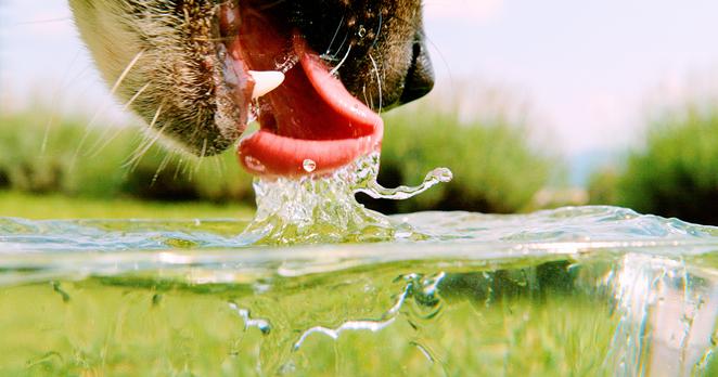 A close-up of a dog’s mouth and tongue as it laps water in this slow-motion video.