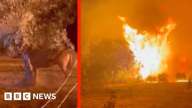 Wildfire threatens horses on Greece's Chios Island