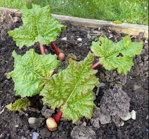 fresh new rhubarb leaves sprouting from earth