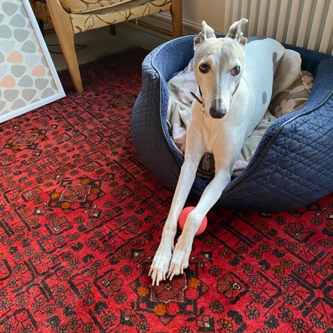elderly grey and white whippet lying in bed front legs stretched out in front of her, looking at camera, ears turned back
