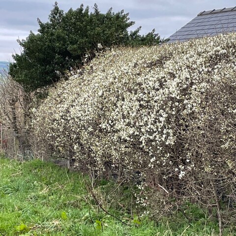 leafless hedge covered in tiny white blossoms