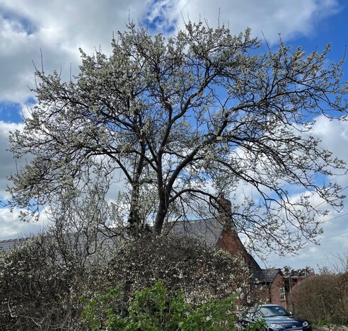 leafless damson tree, covered in tiny white blossoms, with house behind with slate roof and brick chimney
