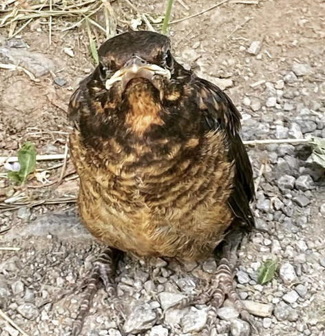 baby blackbird with huge three-toed feet, mottled brown breast, wide flat white beak, staring up to camera, on dusty stony ground