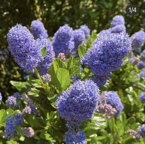 close up of a cluster of several pale lavender-blue ceonothus flowers, each one like a tiny cylindrical brush 