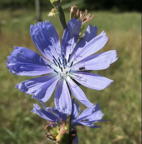 chicory flower close up, in sunshine. It’s lilac in colour. Its twelve petals are long and open so that there is space between each one. In the centre protrude twelve stick-like purple stamens.