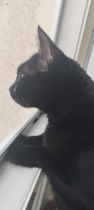 A black cat standing on her hind legs looking out of the window at something in the garden. 