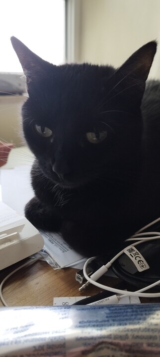 A black cat with green eyes lying on the table and pawsing for thought