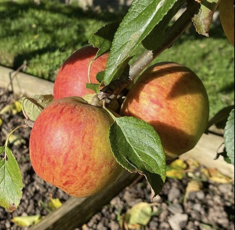 three ripe cox’s apples in a cluster on the plane, attached to a stem with two leaves. The fruit are yellowy in places but mostly streaky orange and red