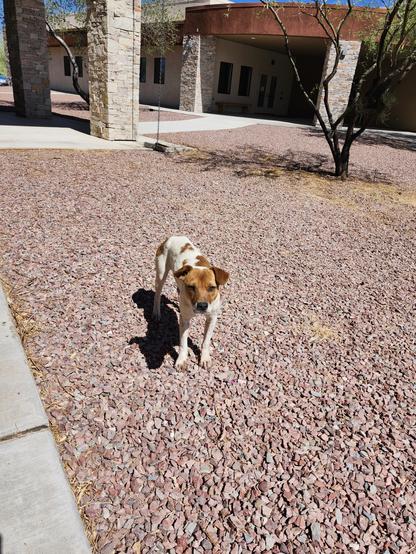 a small white dog with brown patches stands a ways away from me looking serious.  His ears are mostly floppy, and he's very cute.