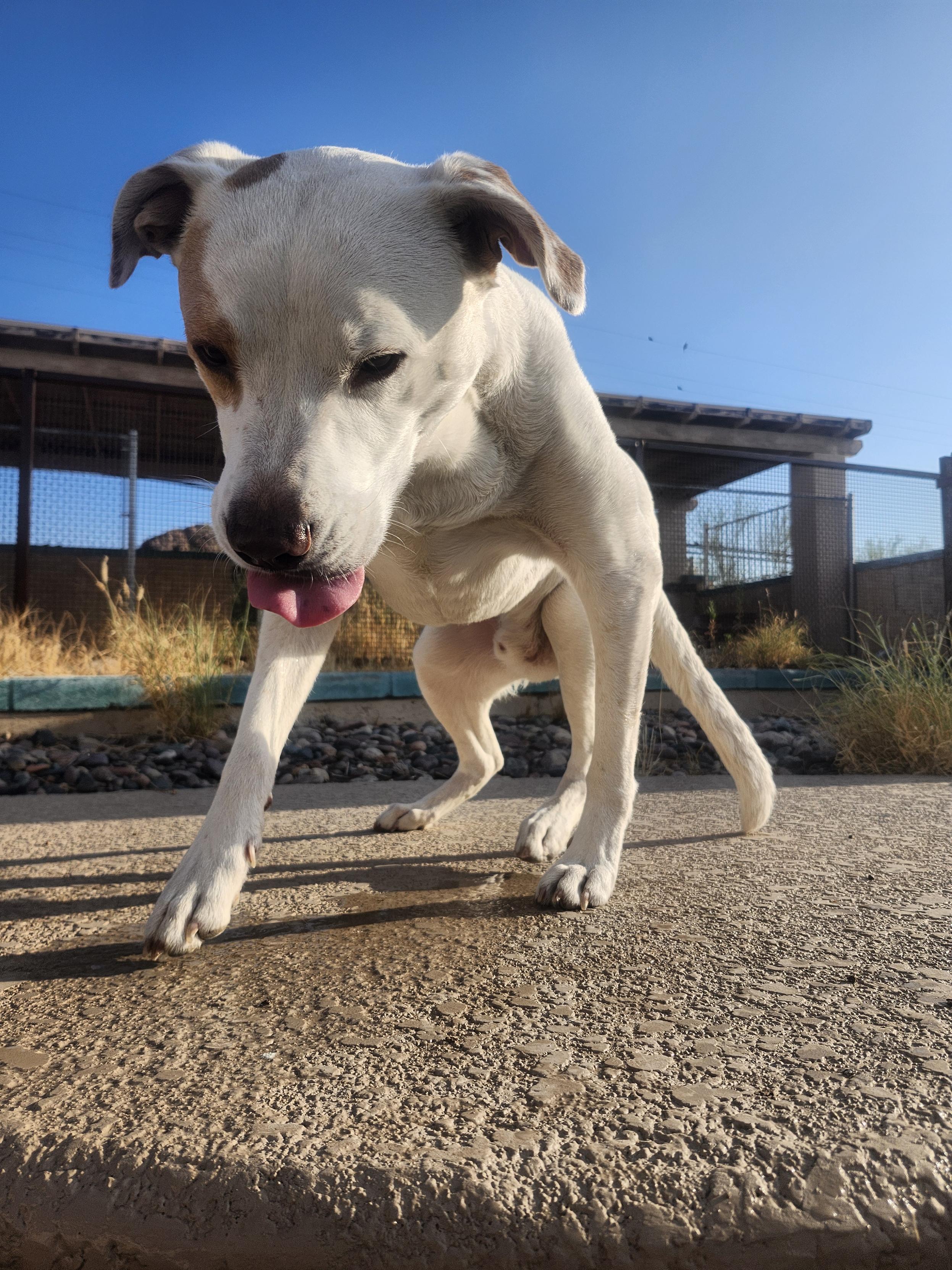 A dog is getting up from a sit-down, outdoors on a sunny day. He has his tongue out a little bit