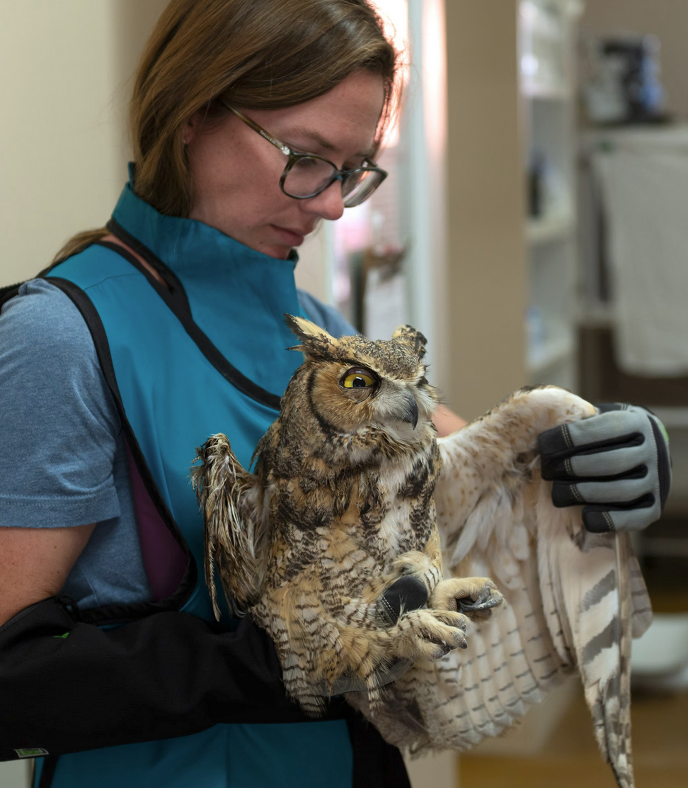 a great horned owl being held by an animal rescuer who is examining his wing. The owl has his eyes half closed and looks like he's definitely plotting something.