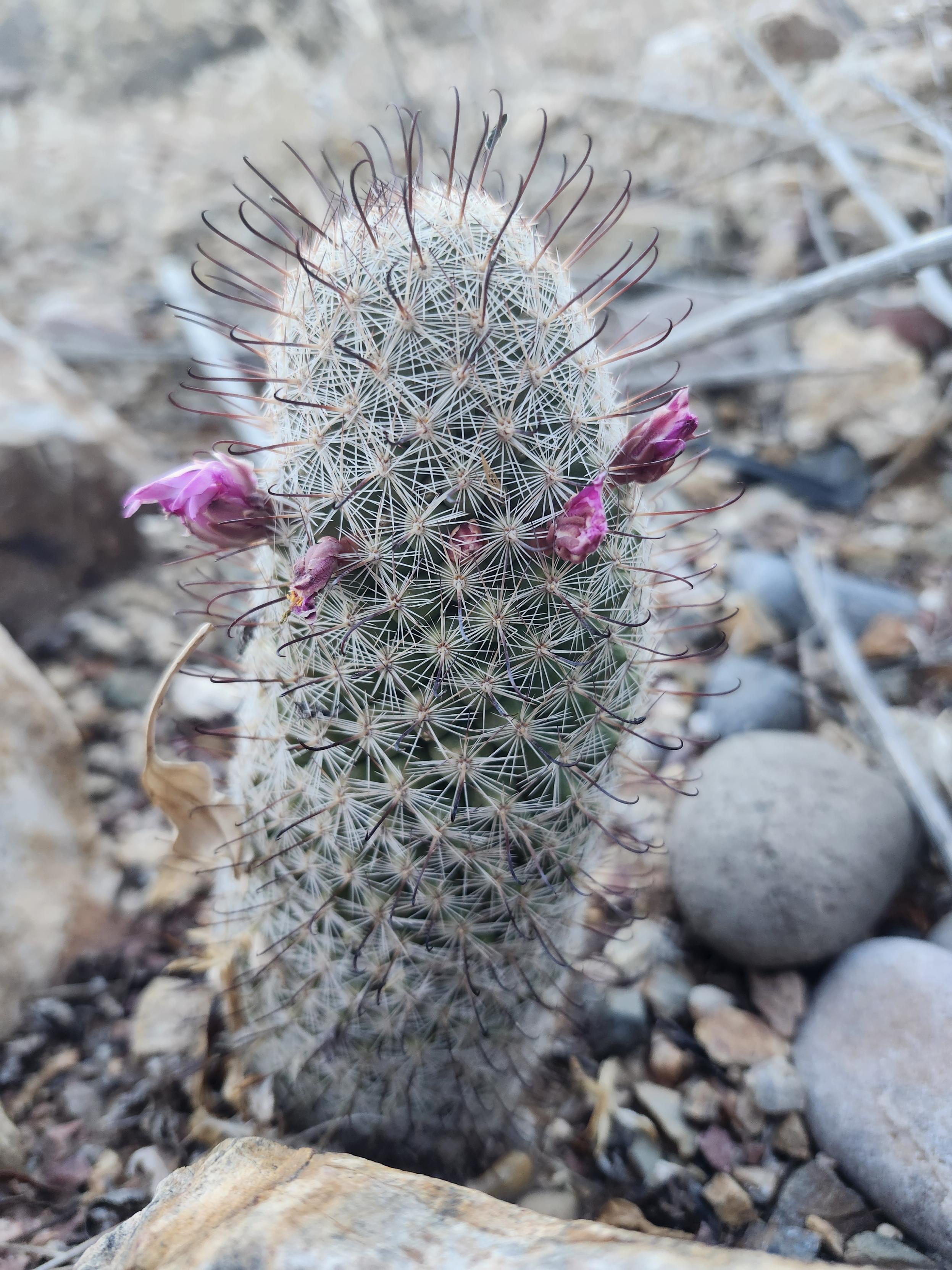 a tiny columnar cactus with fishhook shaped spines and a circle of fading bing flowers about 1/3 down the column