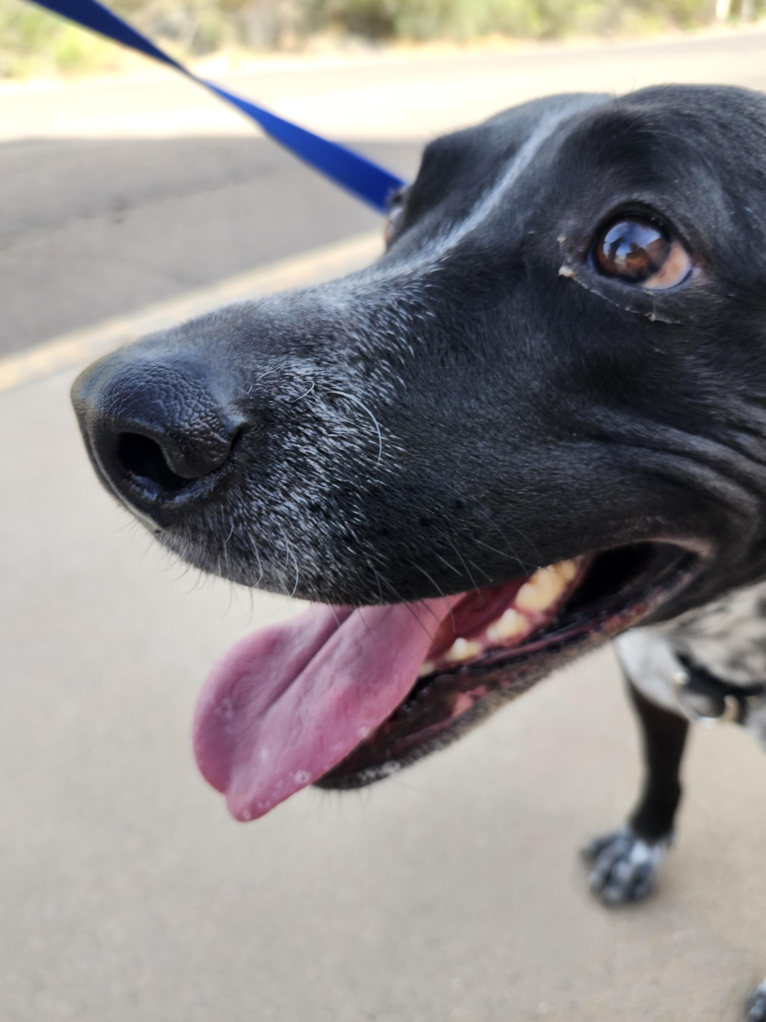 Close up of a smiling doggo