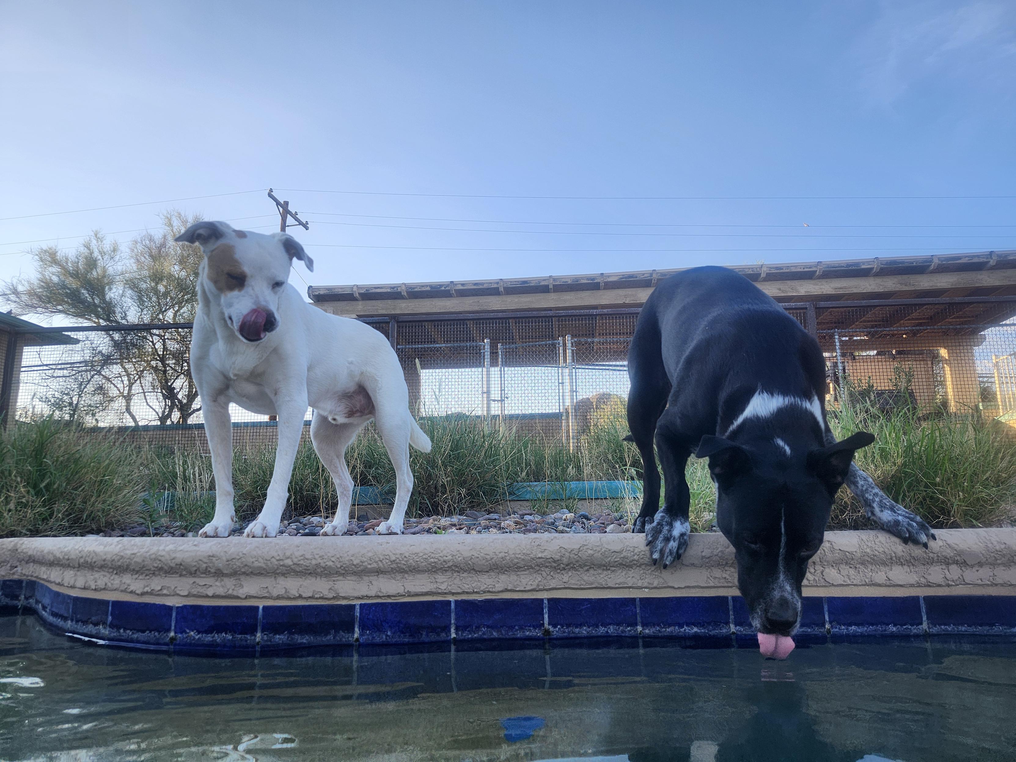 two dogs on a pool deck - one has his tongue out to lick his nose and the other is lapping up a little water from the pool